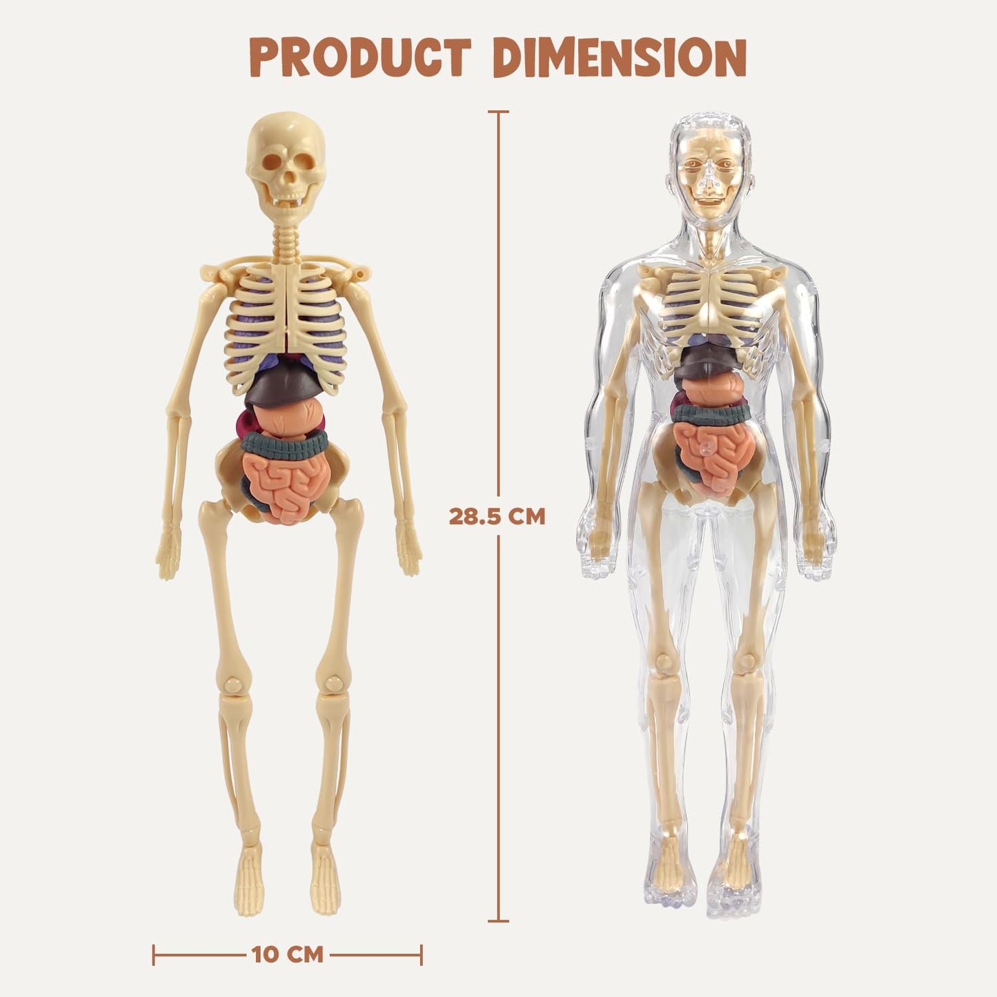 Human Body Model for Kids I Fully Transparent Body I 29 Piece Anatomy Figure 3D Anatomy Kit – Removable Organs I Bones STEM Toy for Ages 6+