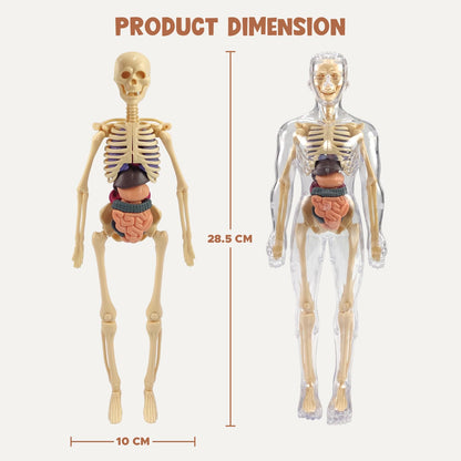 Human Body Model for Kids I Fully Transparent Body I 29 Piece Anatomy Figure 3D Anatomy Kit – Removable Organs I Bones STEM Toy for Ages 6+