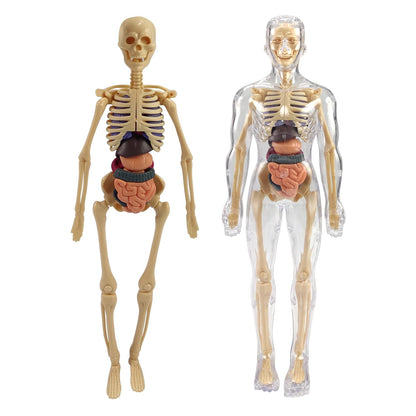 Human Body Model for Kids I Fully Transparent Body I 29 Piece Anatomy Figure 3D Anatomy Kit – Removable Organs I Bones STEM Toy for Ages 6+