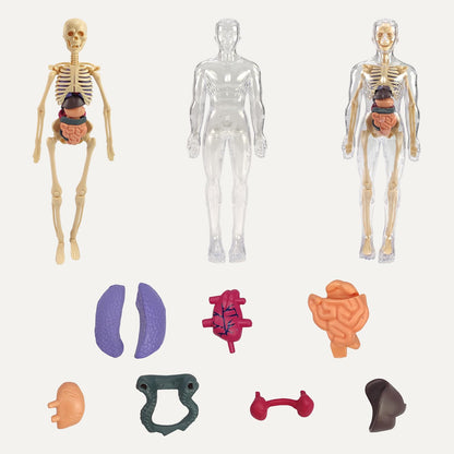 Human Body Model for Kids I Fully Transparent Body I 29 Piece Anatomy Figure 3D Anatomy Kit – Removable Organs I Bones STEM Toy for Ages 6+