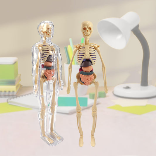 Human Body Model for Kids I Fully Transparent Body I 29 Piece Anatomy Figure 3D Anatomy Kit – Removable Organs I Bones STEM Toy for Ages 6+