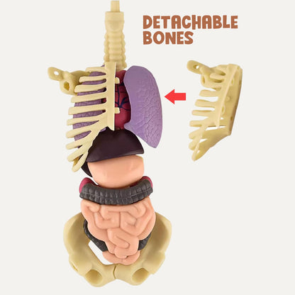Human Body Model for Kids I Fully Transparent Body I 29 Piece Anatomy Figure 3D Anatomy Kit – Removable Organs I Bones STEM Toy for Ages 6+
