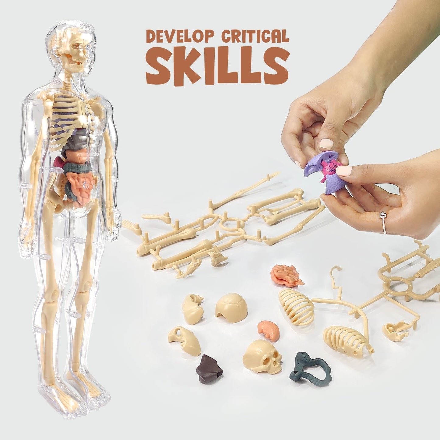 Human Body Model for Kids I Fully Transparent Body I 29 Piece Anatomy Figure 3D Anatomy Kit – Removable Organs I Bones STEM Toy for Ages 6+