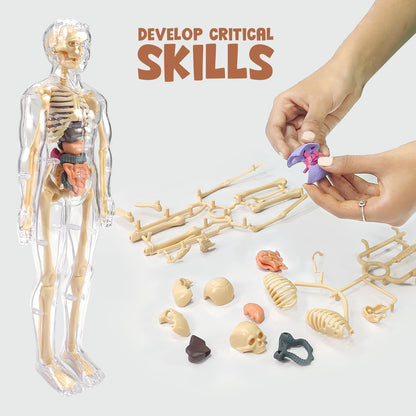 Human Body Model for Kids I Fully Transparent Body I 29 Piece Anatomy Figure 3D Anatomy Kit – Removable Organs I Bones STEM Toy for Ages 6+