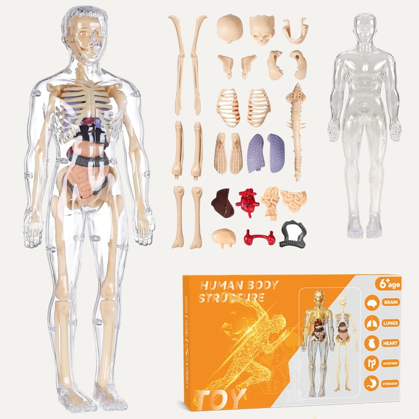 Human Body Model for Kids I Fully Transparent Body I 29 Piece Anatomy Figure 3D Anatomy Kit – Removable Organs I Bones STEM Toy for Ages 6+